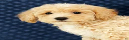 Bichpoo dogs for sale: Elsa - Ad 9