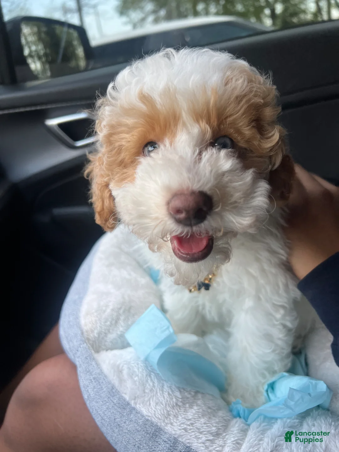 Mini Goldendoodle dogs for sale: Leo - Ad 2