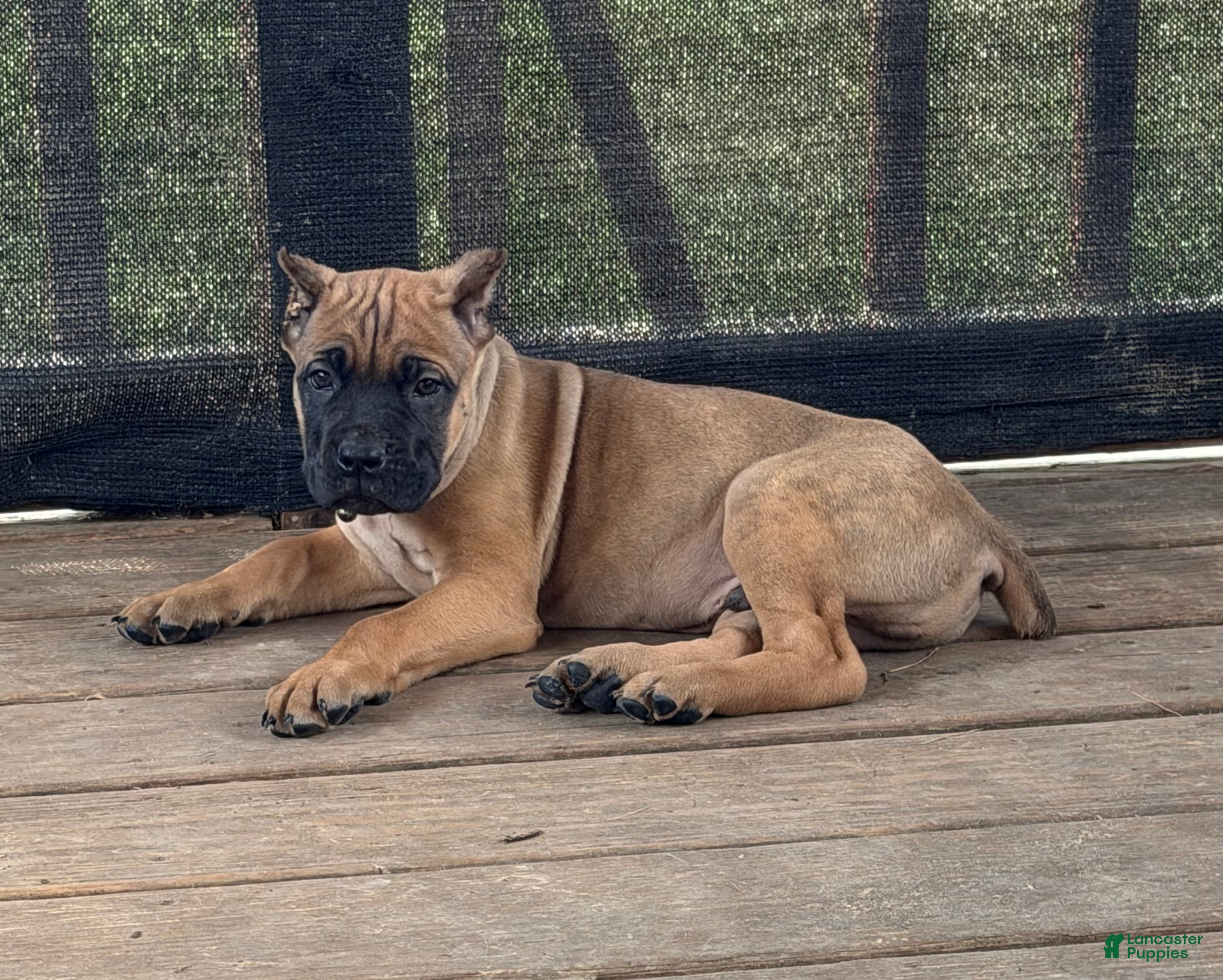 Cane Corso dogs Rigby - Ad 1
