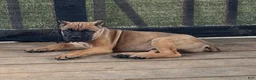 Cane Corso dogs for sale: Rigby - Ad 1