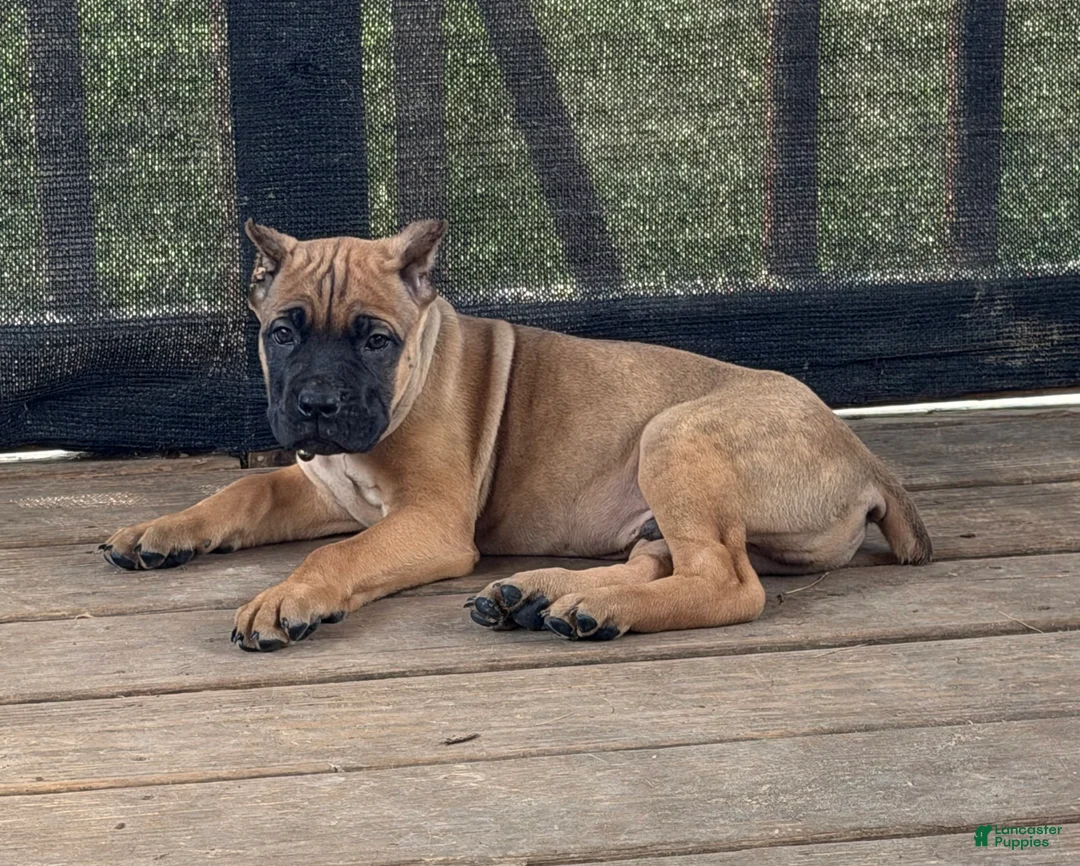 Cane Corso dogs for sale: Rigby - Ad 1