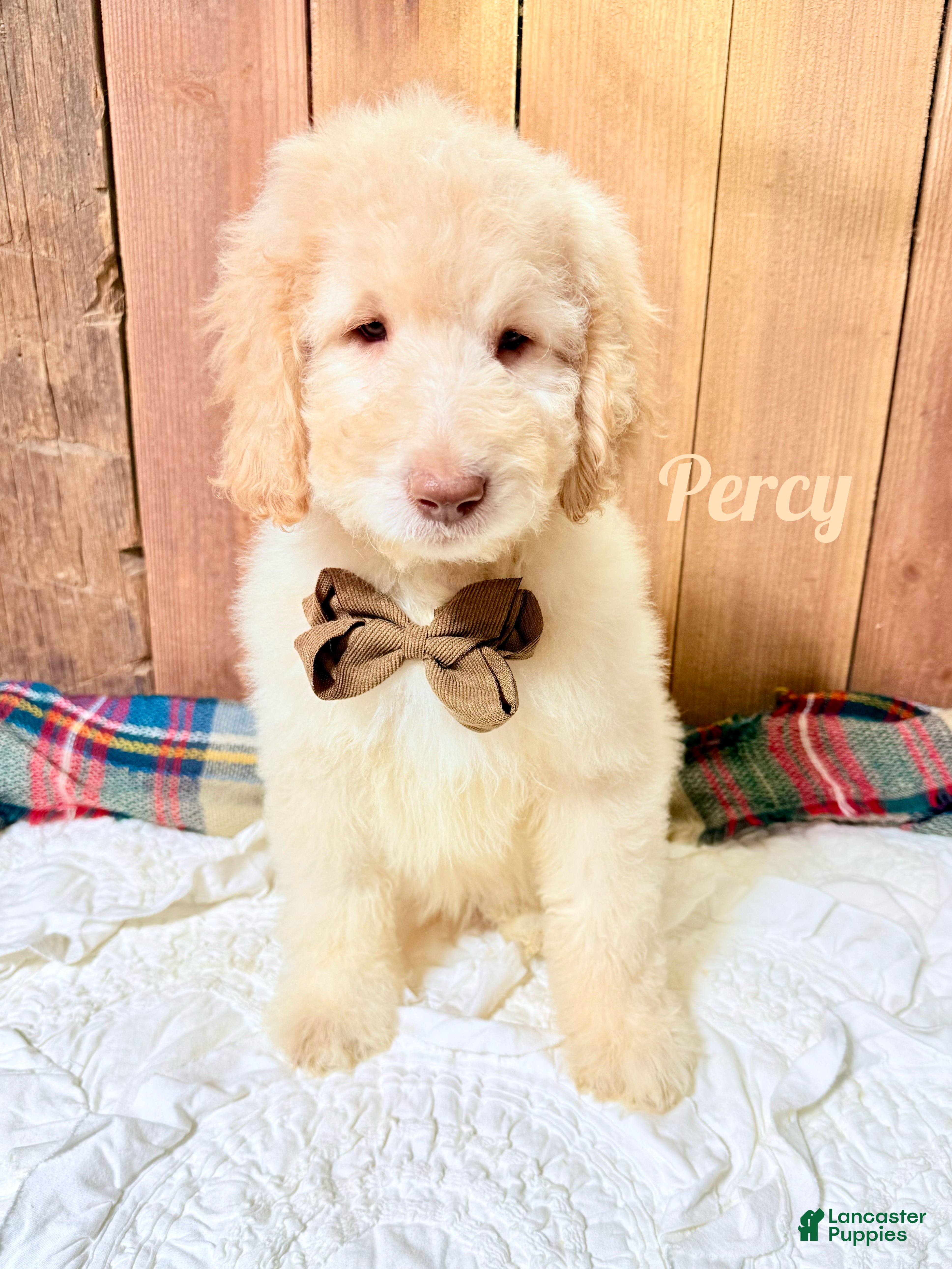 Saint Berdoodles dogs Percy - Ad 7