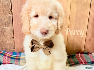 Saint Berdoodles dogs Percy - Ad 7