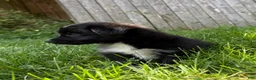 Mixed Breed dogs for sale: Beatrice - Ad 6
