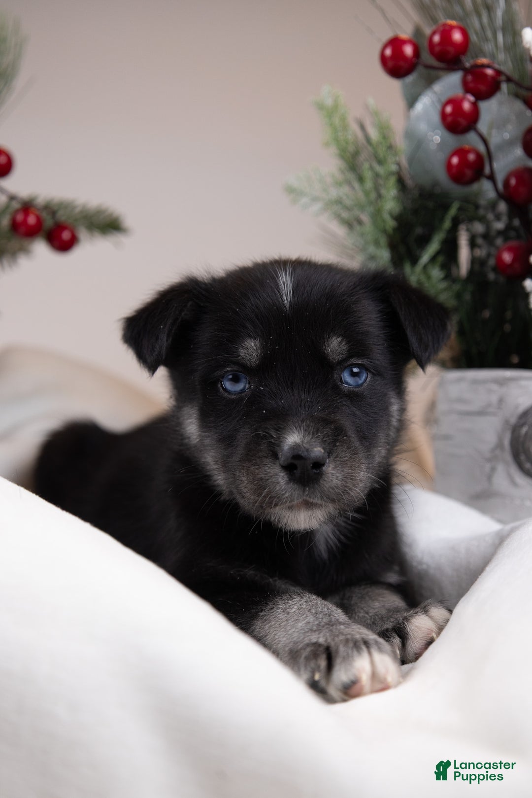 Goberian dogs for sale: Lumi - Ad 3