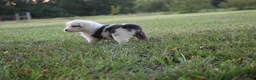 Miniature Australian Shepherd dogs for sale: Irene - Ad 7