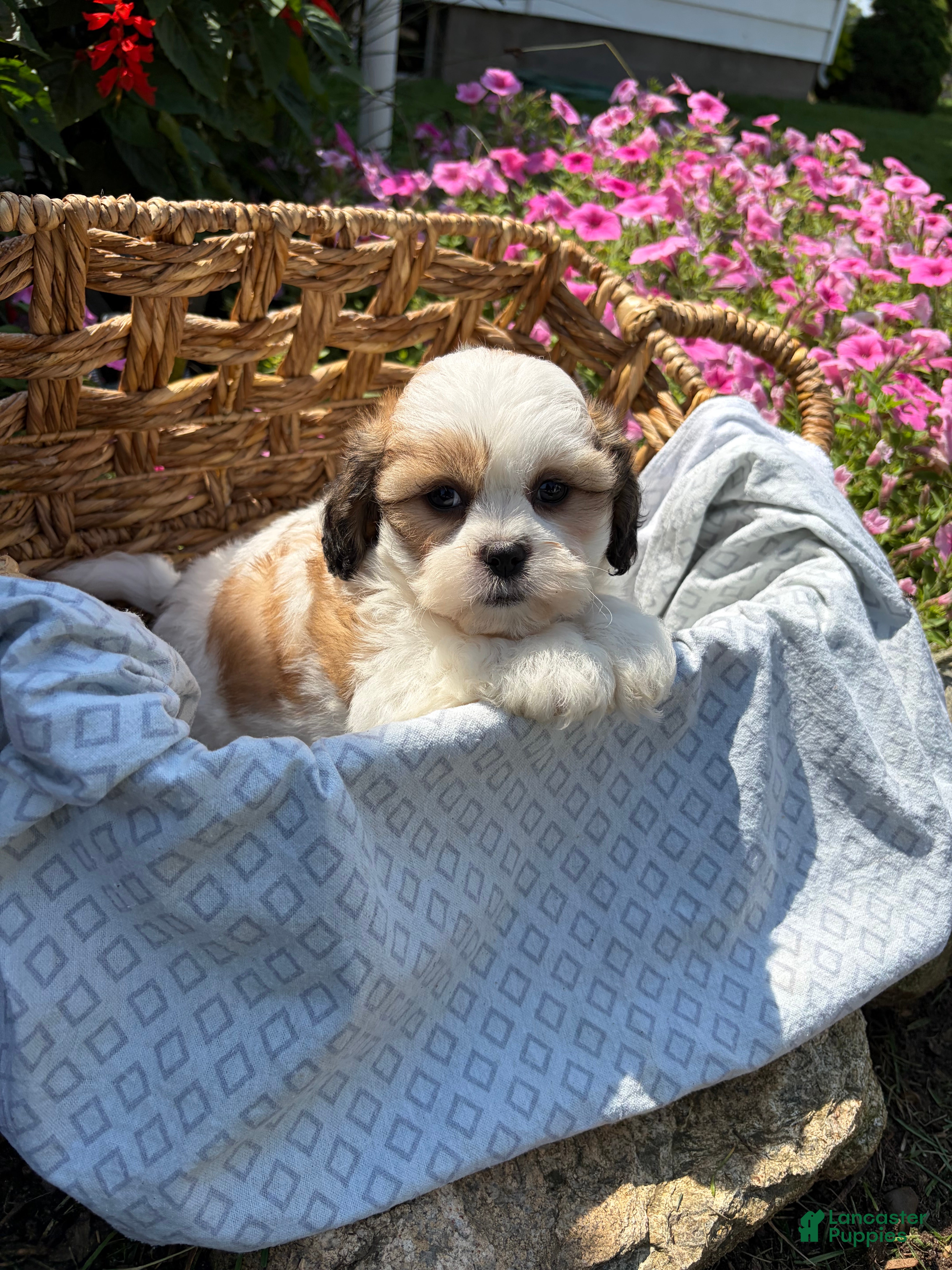 Teddy Bear dogs Haven - Ad 1