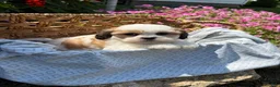 Teddy Bear dogs for sale: Haven - Ad 1