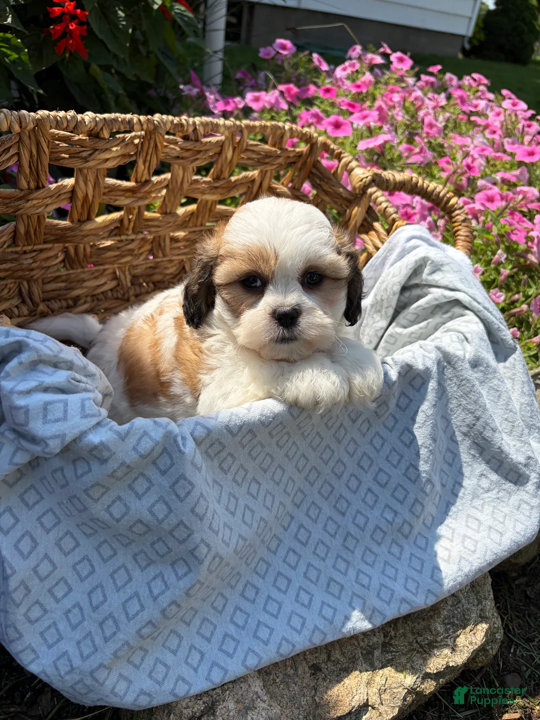 Teddy Bear dogs for sale: Haven - Ad 1
