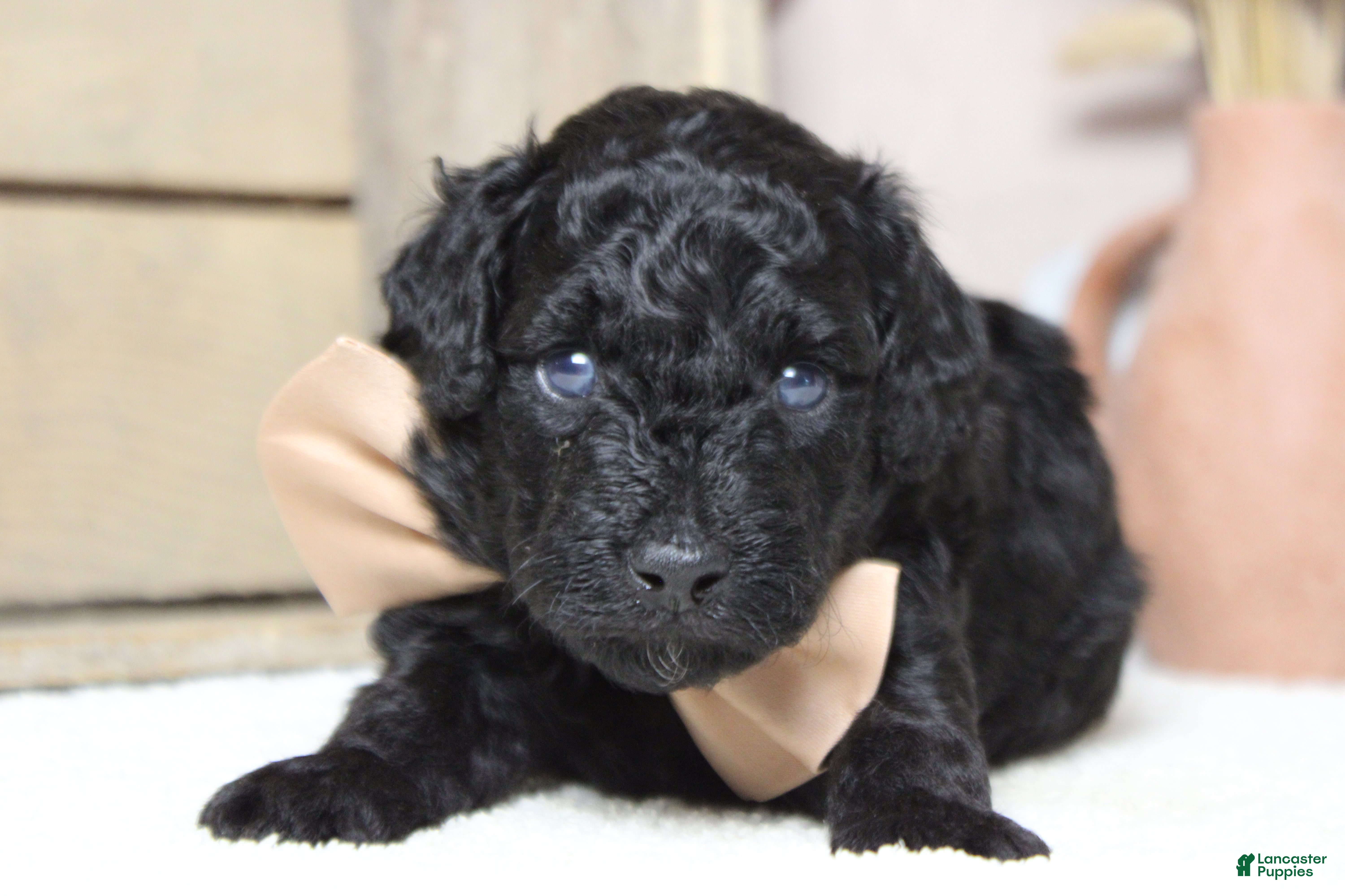 Toy Poodle dogs Dave  - Ad 17