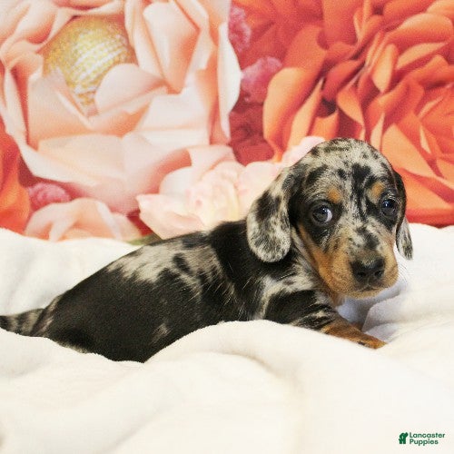 Miniature Dachshund dogs Tiramisu - Ad 2