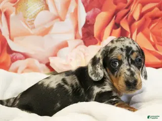 Miniature Dachshund dogs for sale: Tiramisu - Ad 2
