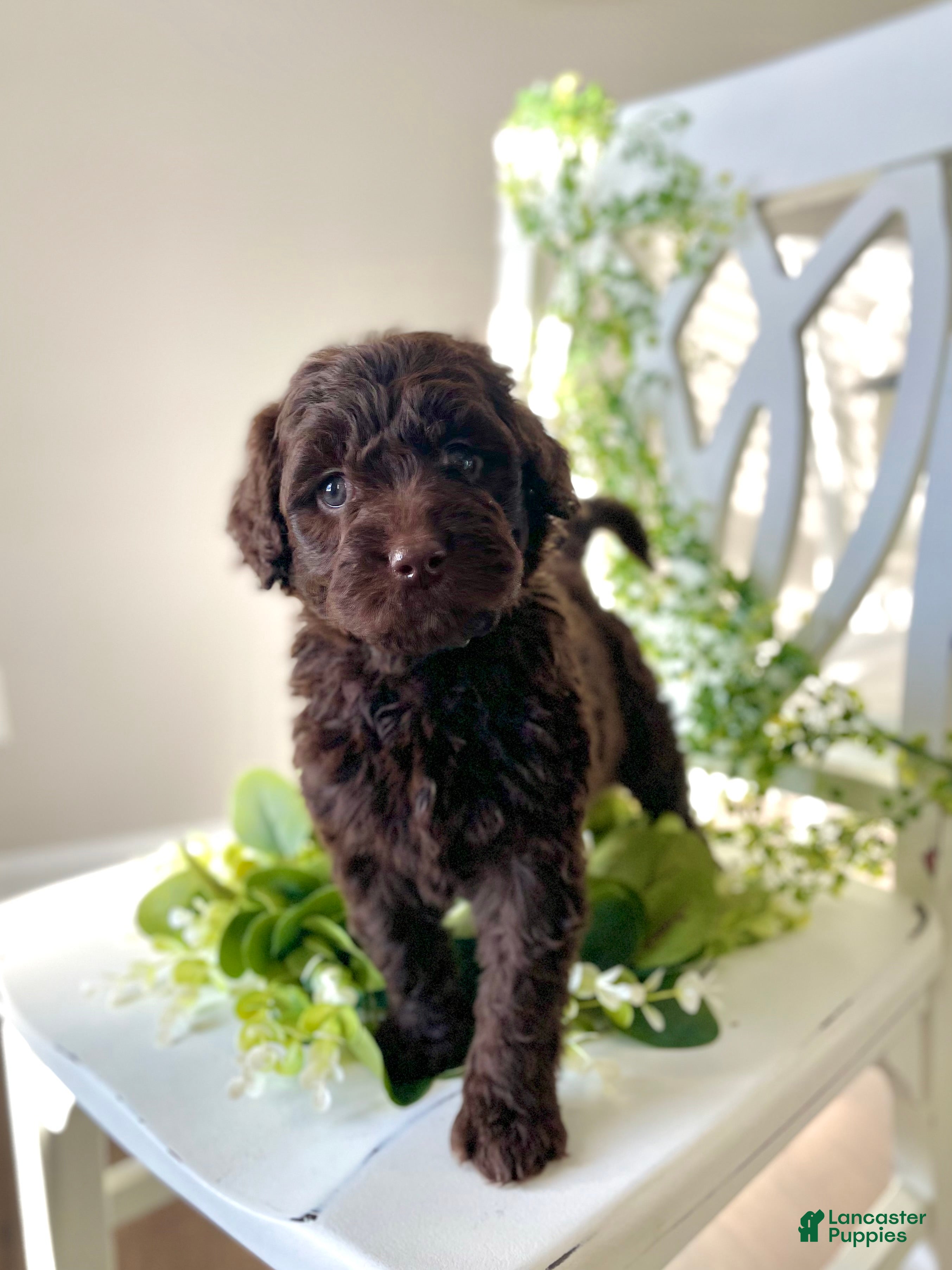 Goldendoodle dogs Ms blue - Ad 23