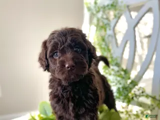 Goldendoodle dogs Ms blue - Ad 23