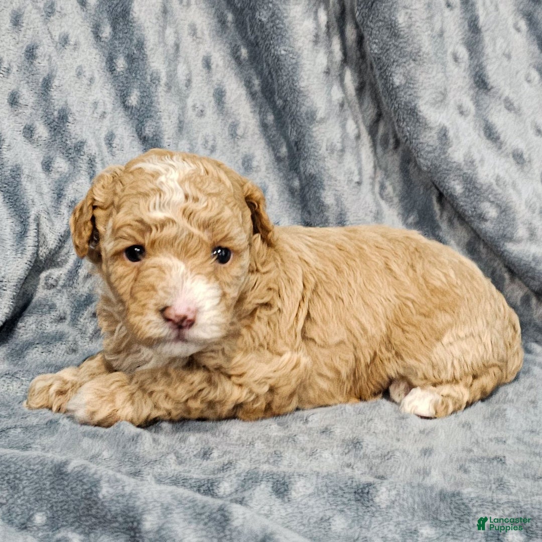 Standard Poodle dogs for sale: Cactus - Ad 2