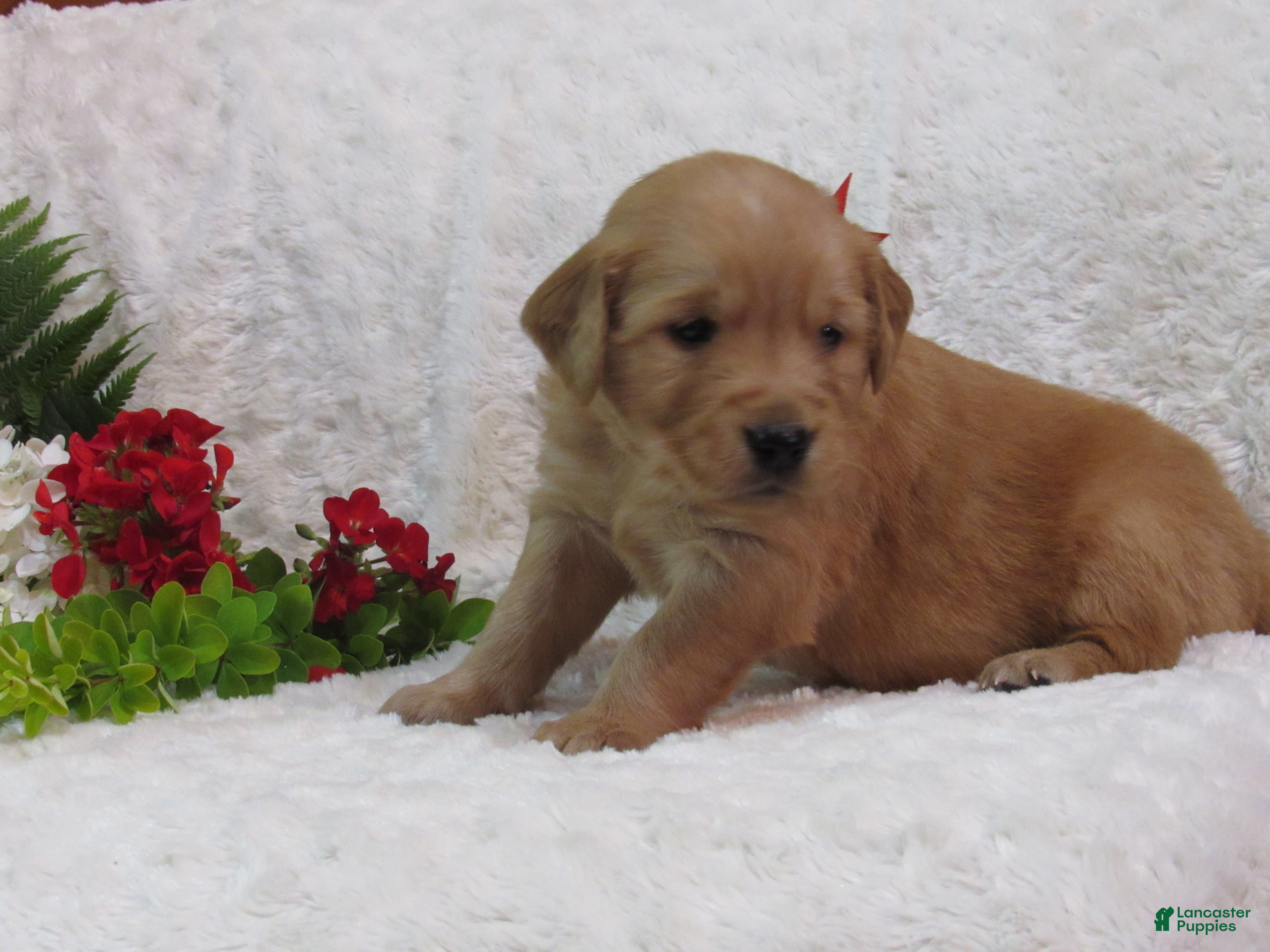 Golden Retriever dogs Liam  - Ad 1