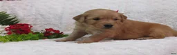 Golden Retriever dogs for sale: Liam  - Ad 1