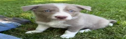 Border Collie dogs for sale: Lilac short hair MALE - Ad 8