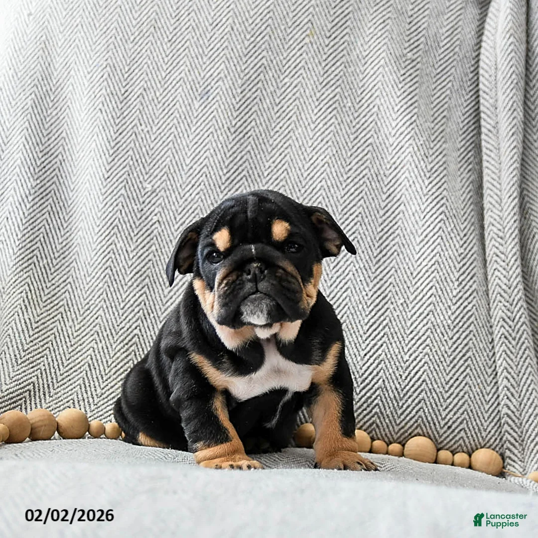 English Bulldog dogs for sale: Butter Pecan - Ad 3