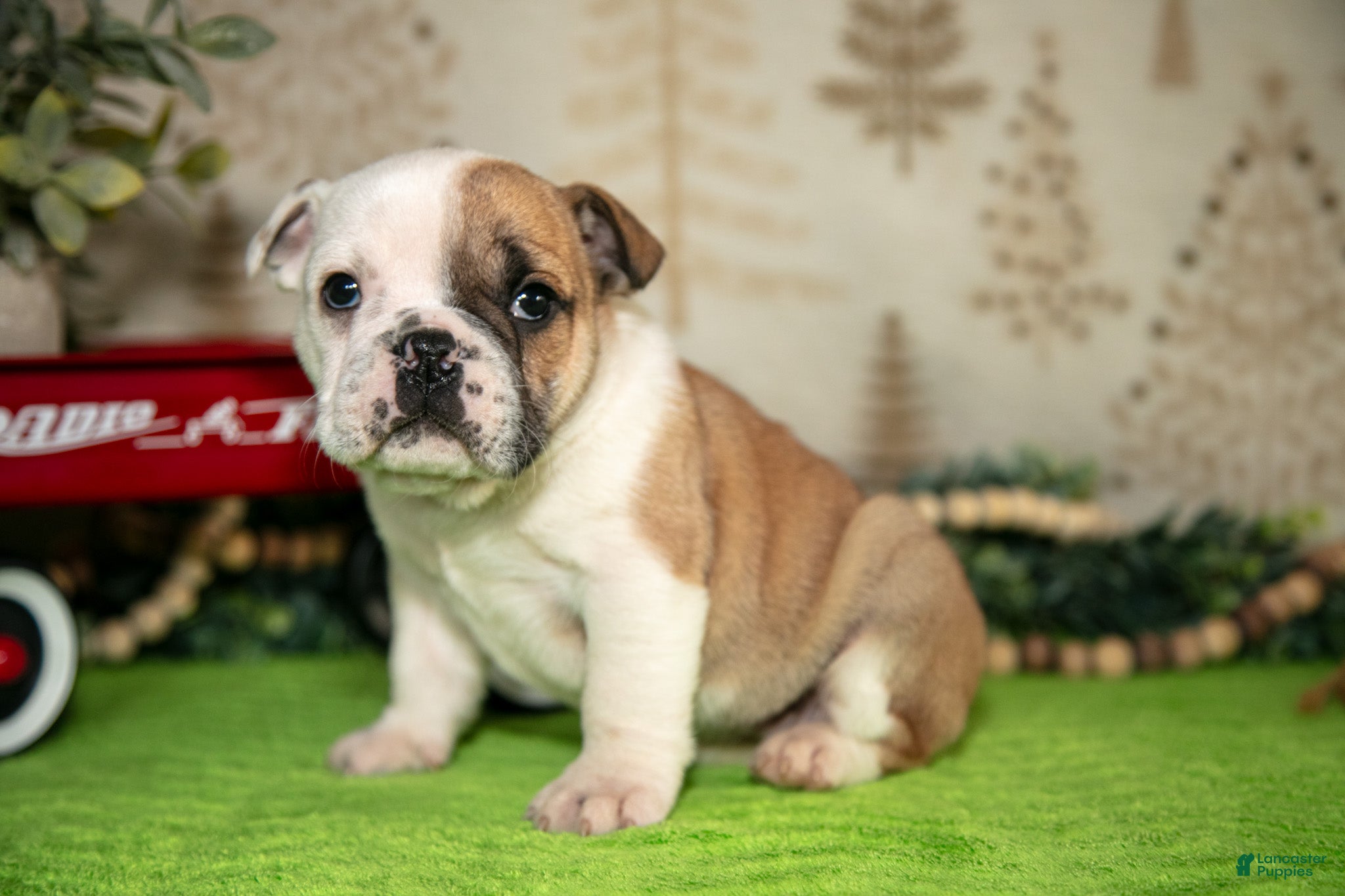 Mixed Breed dogs Bella - Ad 22