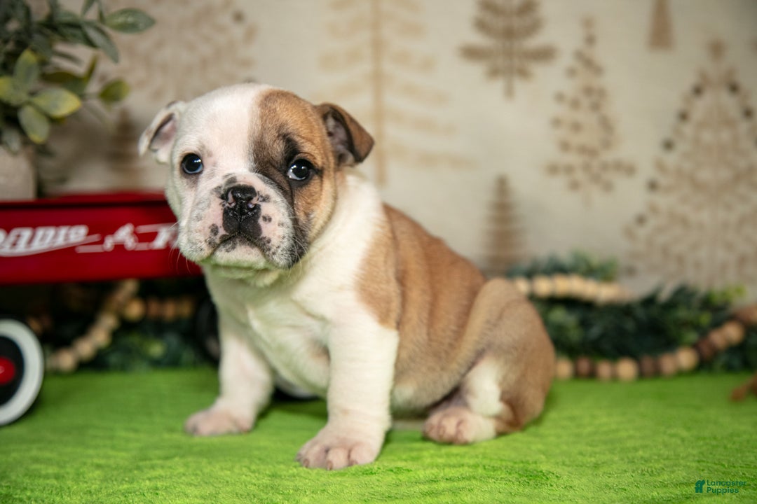 Mixed Breed dogs for sale: Bella - Ad 1