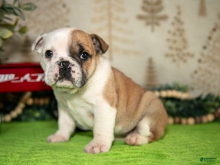 Mixed Breed dogs Bella - Ad 13