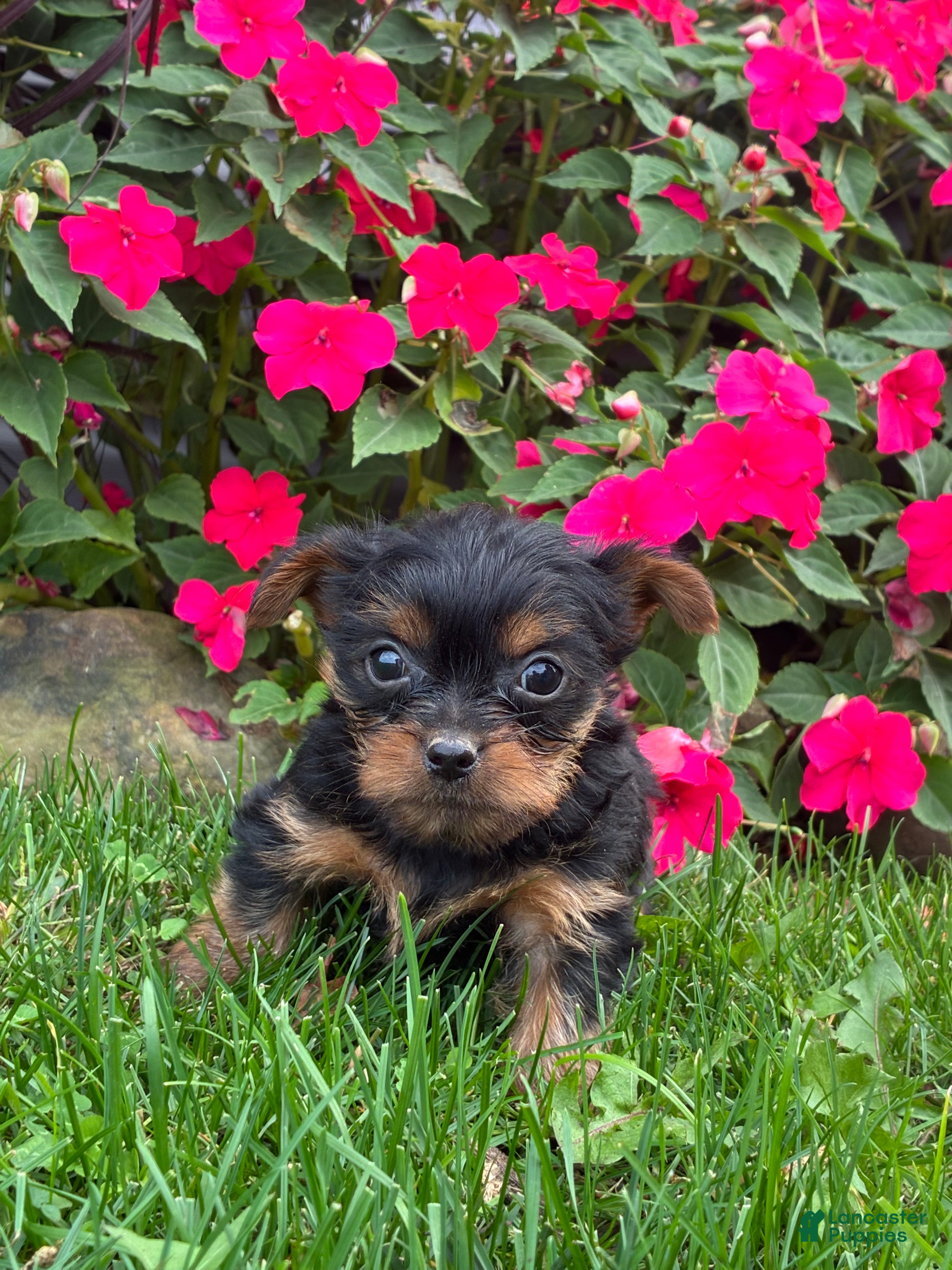 Yorkshire Terrier dogs for sale: Bobby - Ad 1