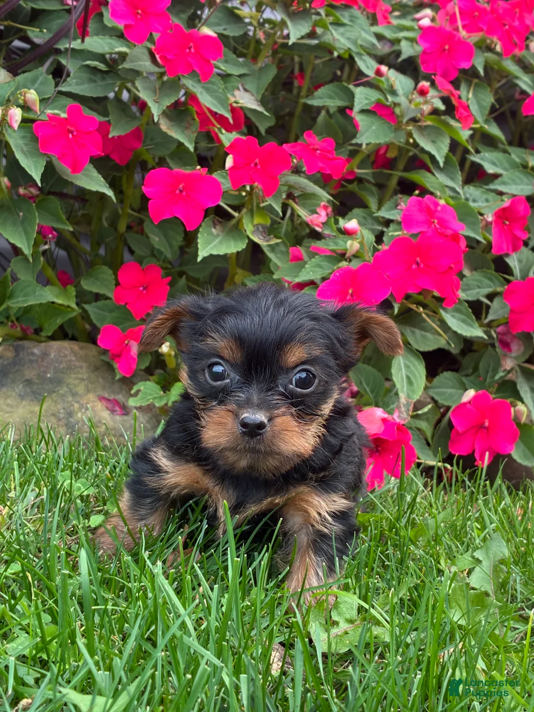 Yorkshire Terrier dogs for sale: Bobby - Ad 1
