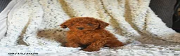 Toy Poodle dogs for sale: Snickers - Ad 5