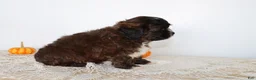 Shihpoo dogs for sale: Milkyway - Ad 4