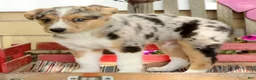 Australian Shepherd dogs for sale: Casper - Ad 4