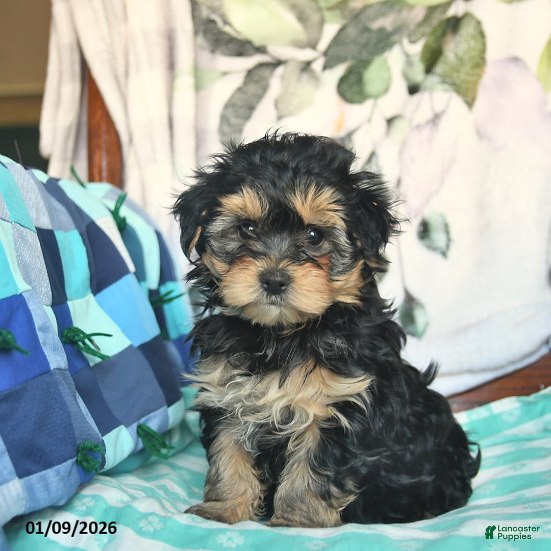 Morkie dogs for sale: Mason  - Ad 4