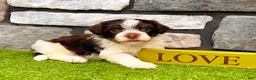 Havanese dogs for sale: Cooper - Ad 8