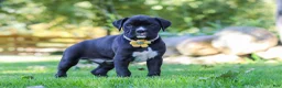 Boxer dogs for sale: Axel - Ad 3