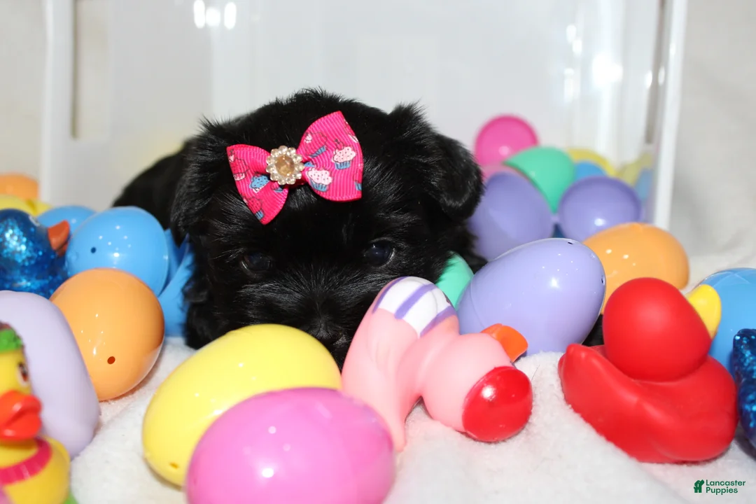 Shorkie dogs for sale: Hope  - Ad 3