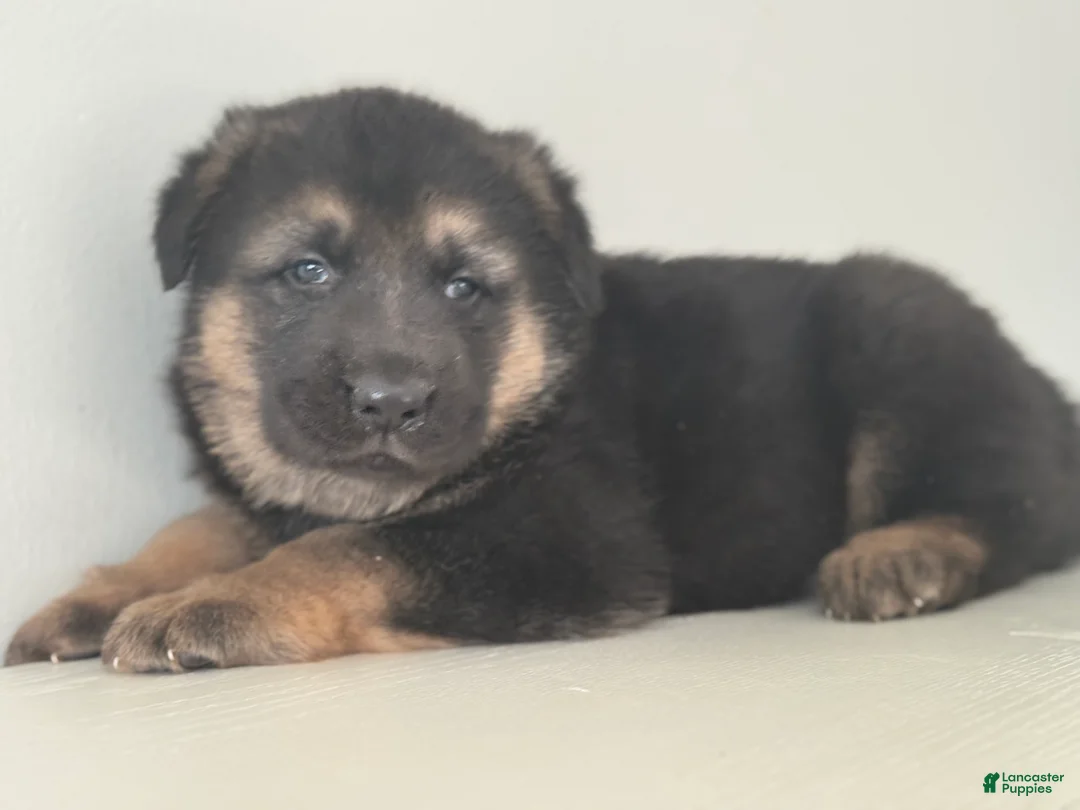 German Shepherd dogs for sale: Jerry - Ad 1