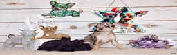 Chihuahua dogs for sale: Hazel - Ad 3