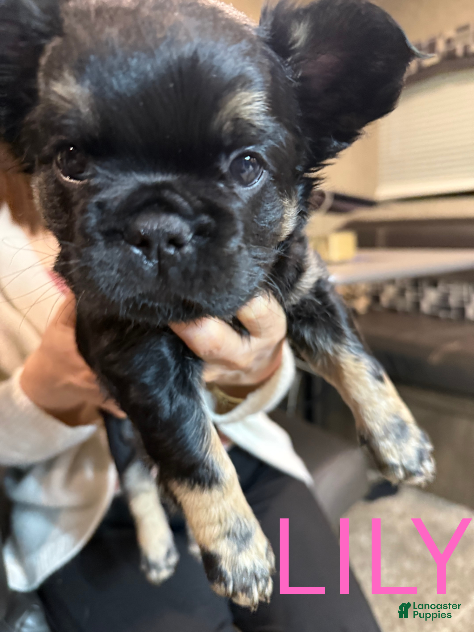 French Bulldog dogs French Bulldog Puppy 1 - Ad 2