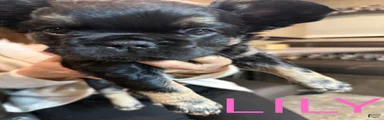 French Bulldog Puppy 1
