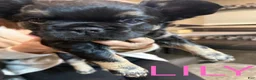 French Bulldog dogs for sale: French Bulldog Puppy 1 - Ad 1