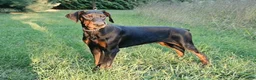 Doberman Pinscher dogs for sale: Malcolm - Ad 9