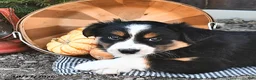 Australian Shepherd dogs for sale: Albert  - Ad 4