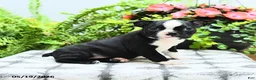 Boston Terrier dogs for sale: Layla - Ad 4