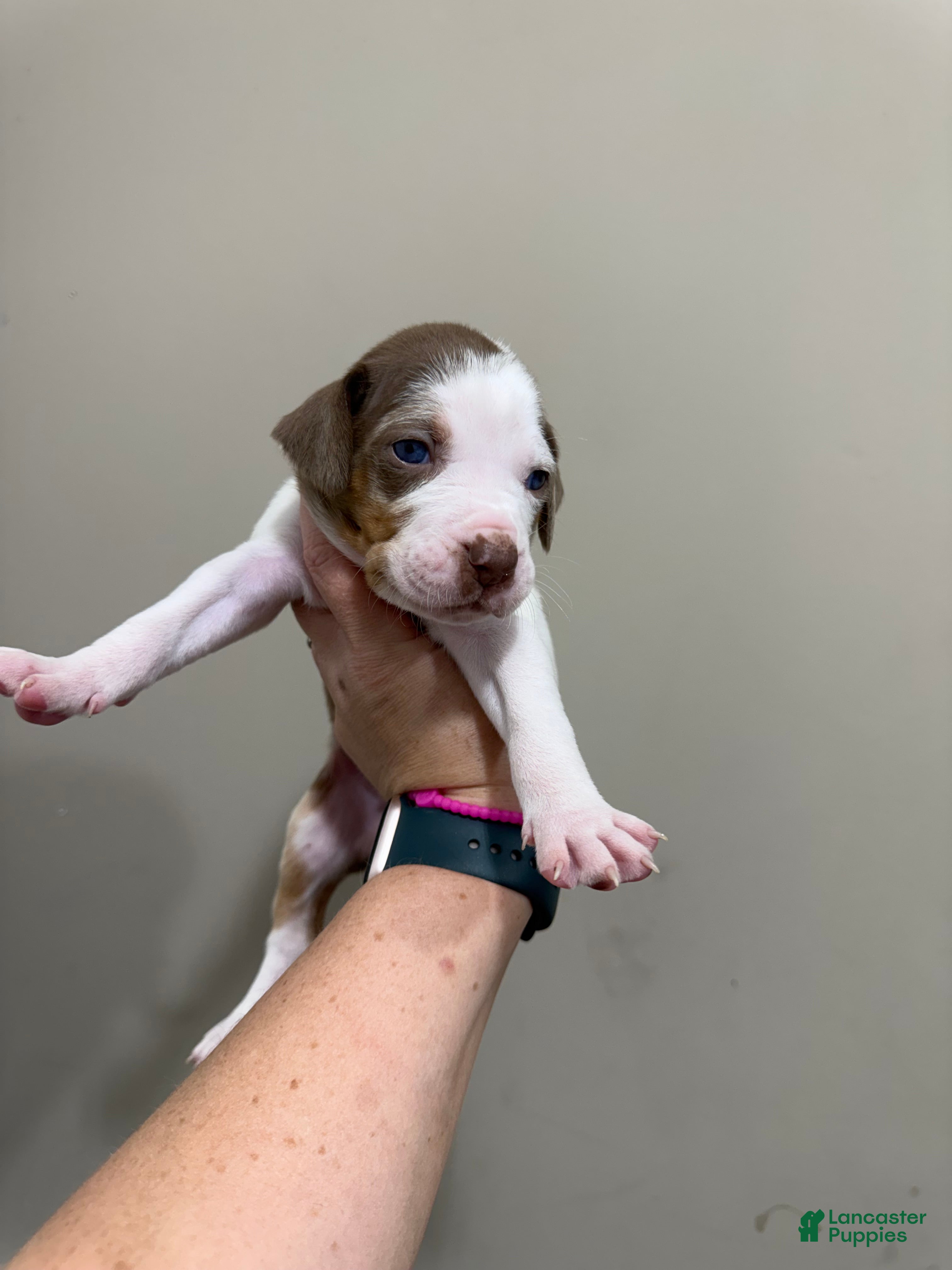 Catahoula Leopard Dog dogs DM #2 - Ad 2