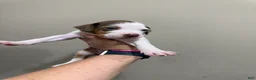 Catahoula Leopard Dog dogs for sale: DM #2 - Ad 2