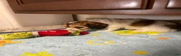 Mixed Breed dogs for sale: Capri - Ad 7