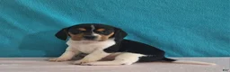Beagle dogs for sale: delilah - Ad 3