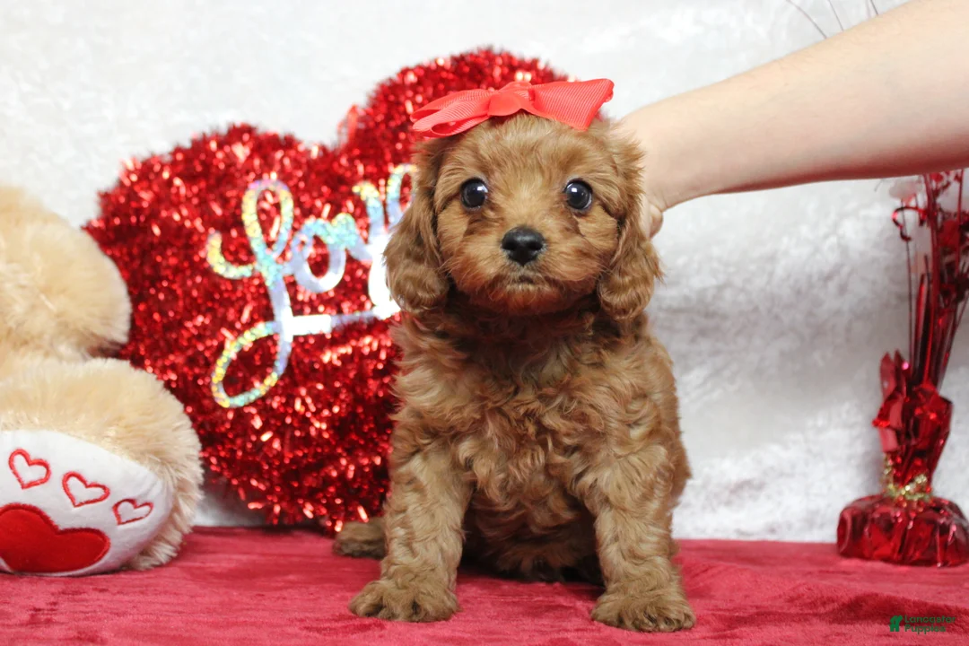 Cavapoo dogs for sale: Cherry - Ad 5