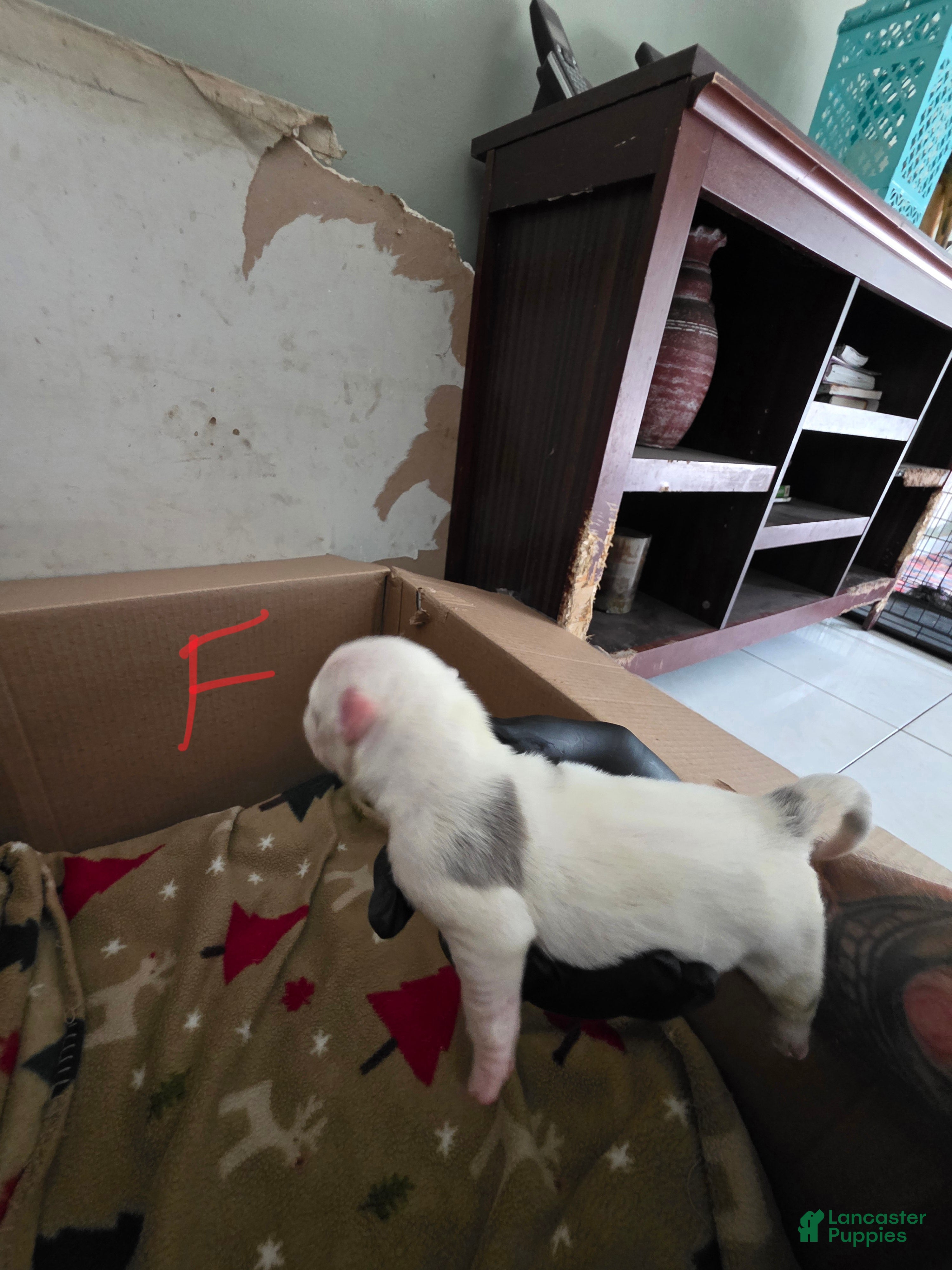 American Bully dogs American Bully 7 - Ad 23