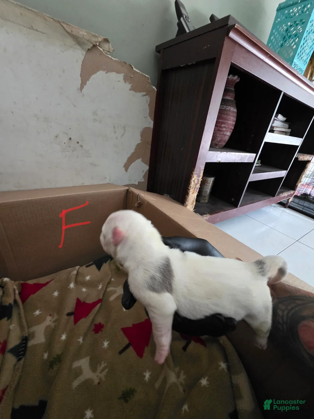 American Bully dogs for sale: American Bully 7 - Ad 1